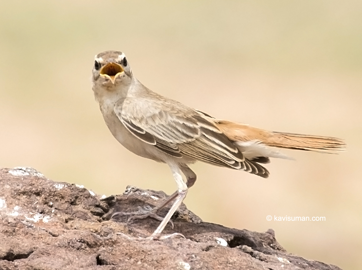Rufous-tailed Scrub Robin